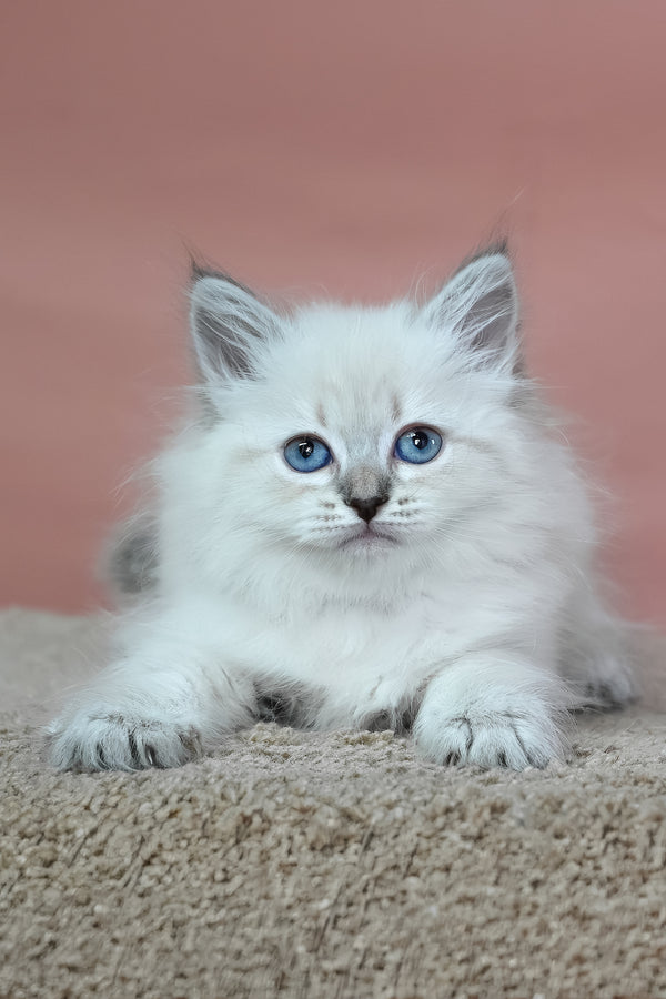 Galateya | Siberian Kitten