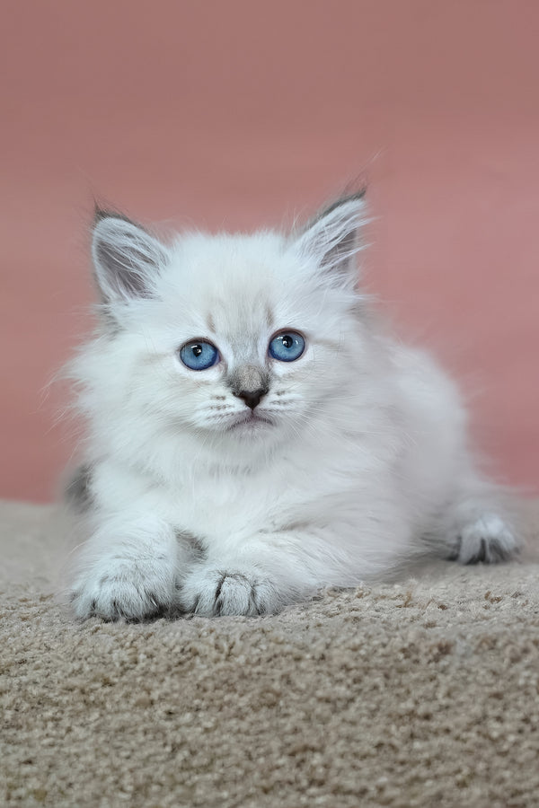 Galateya | Siberian Kitten