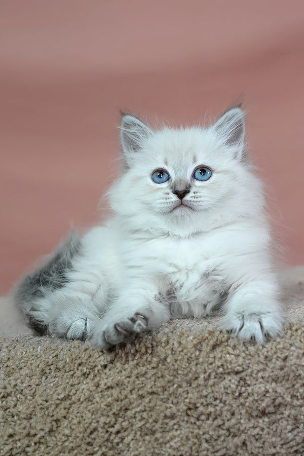 Galateya | Siberian Kitten