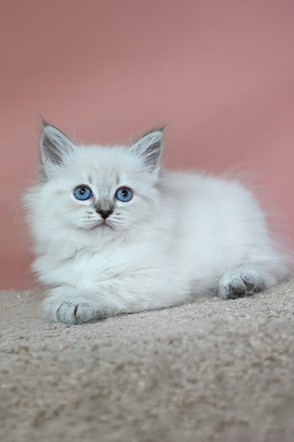Galateya | Siberian Kitten
