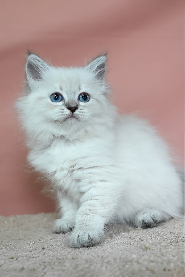 Galateya | Siberian Kitten