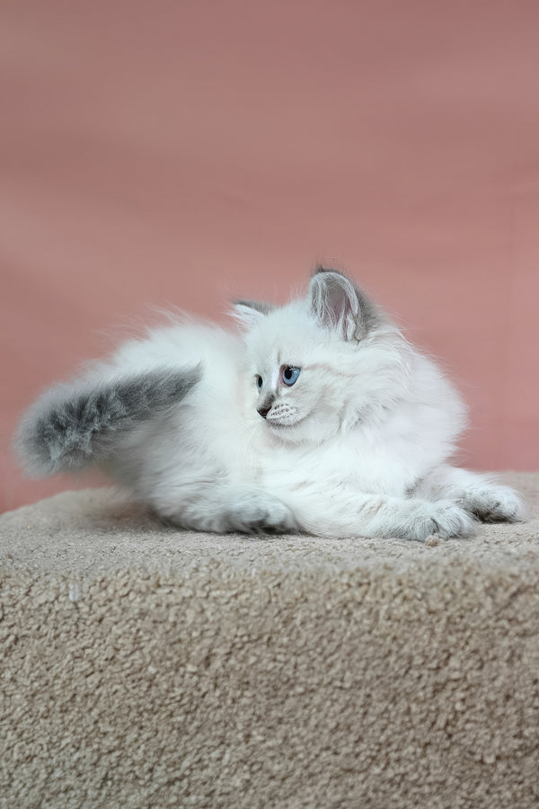 Galateya | Siberian Kitten