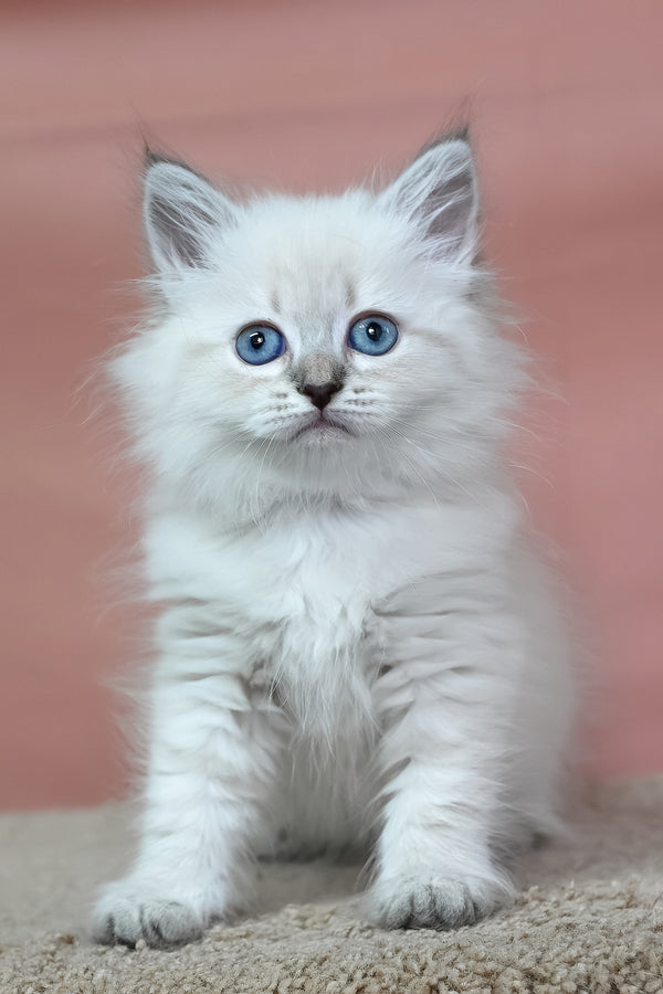 Galateya | Siberian Kitten