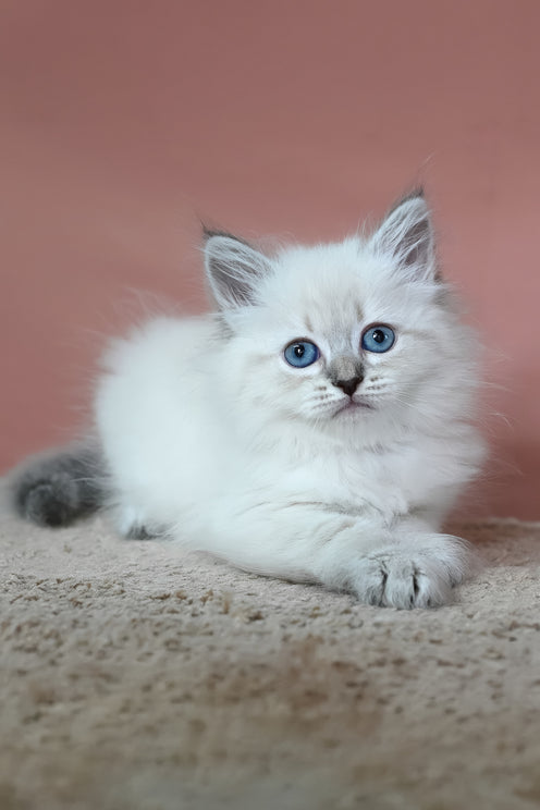 Galateya | Siberian Kitten
