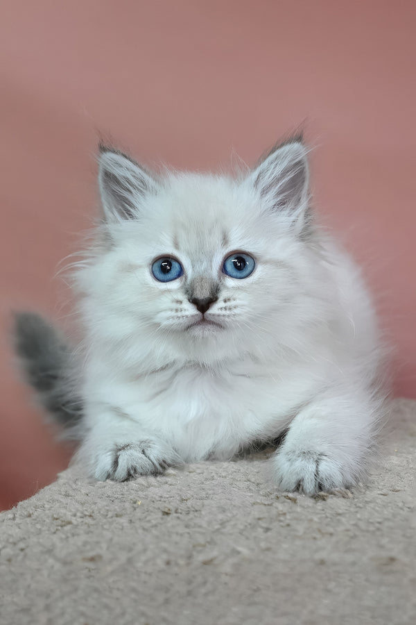 Galateya | Siberian Kitten