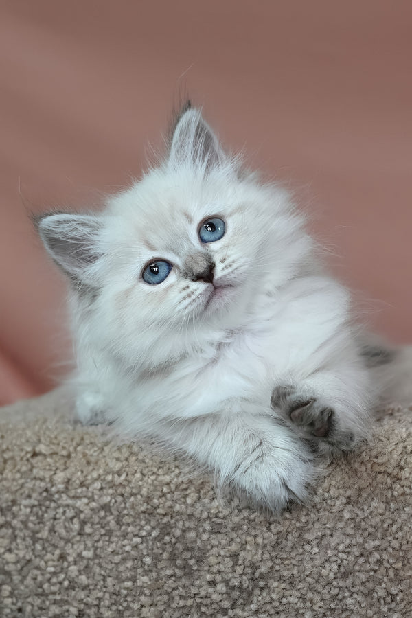 Galateya | Siberian Kitten