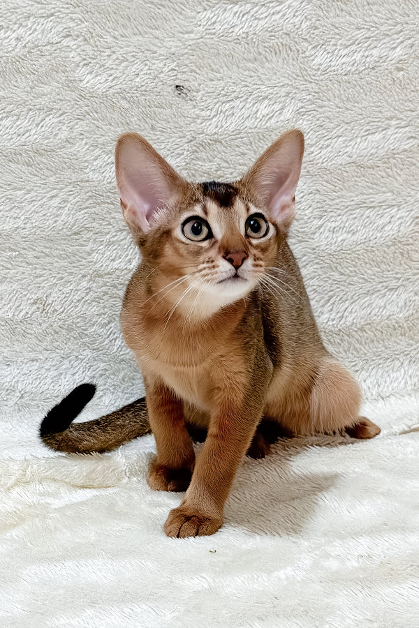 Galaxy | Abyssinian Kitten