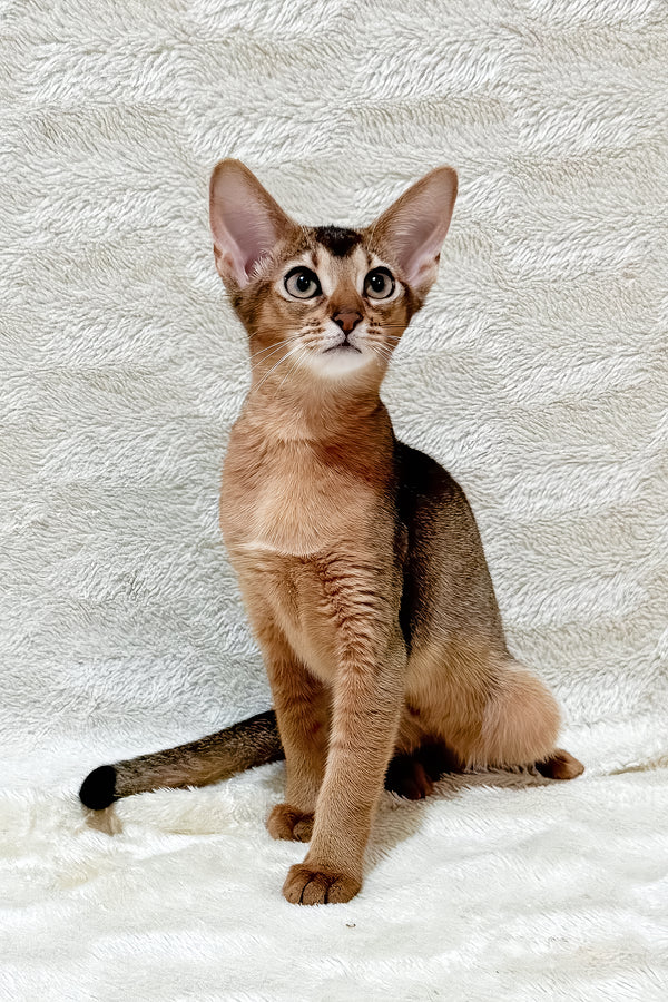 Galaxy | Abyssinian Kitten