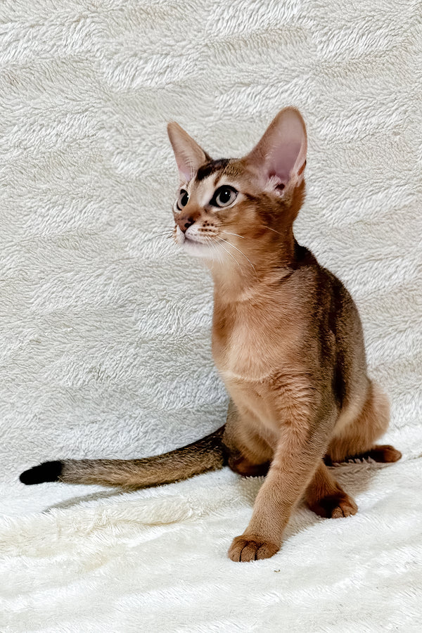 Galaxy | Abyssinian Kitten