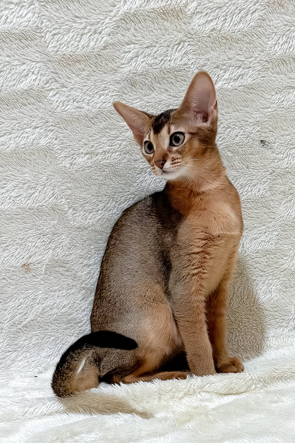 Galaxy | Abyssinian Kitten