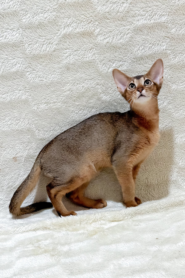 Galaxy | Abyssinian Kitten