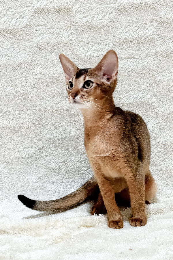 Galaxy | Abyssinian Kitten