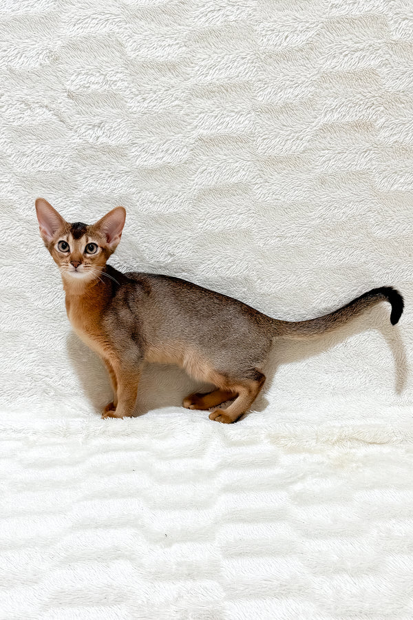 Galaxy | Abyssinian Kitten