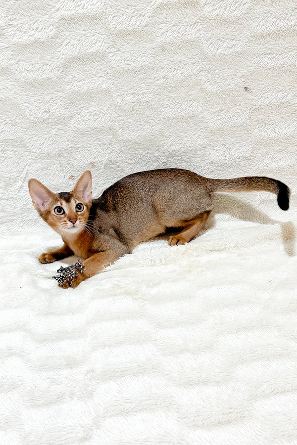 Galaxy | Abyssinian Kitten