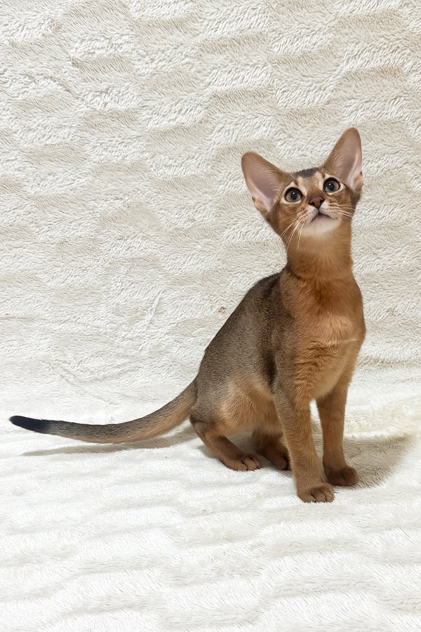 Galaxy | Abyssinian Kitten