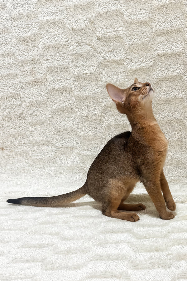 Galaxy | Abyssinian Kitten