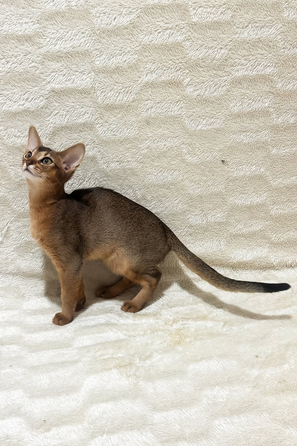 Galaxy | Abyssinian Kitten
