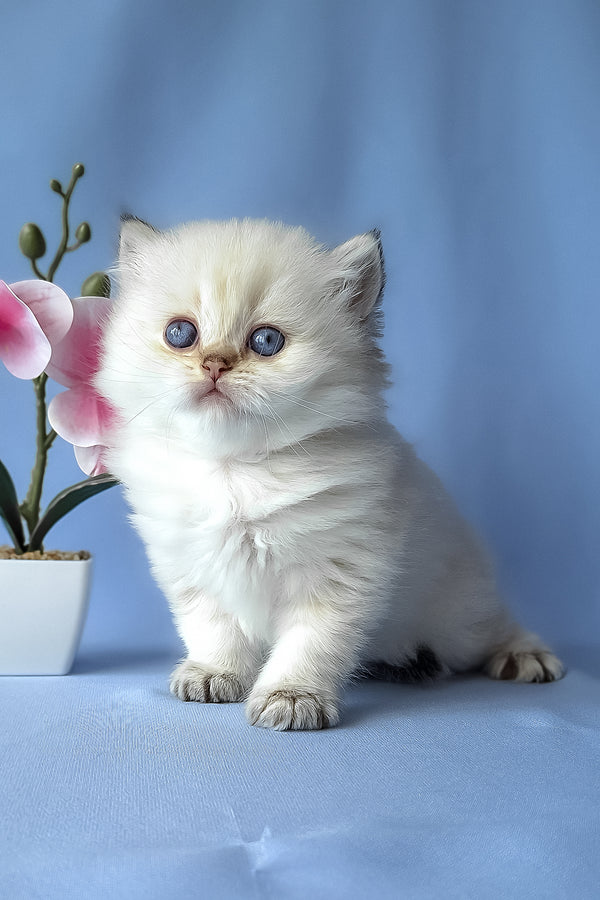 Galaxy | Scottish Straight Longhair Kitten