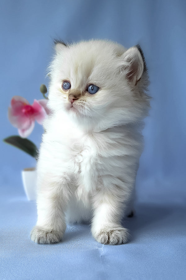 Galaxy | Scottish Straight Longhair Kitten