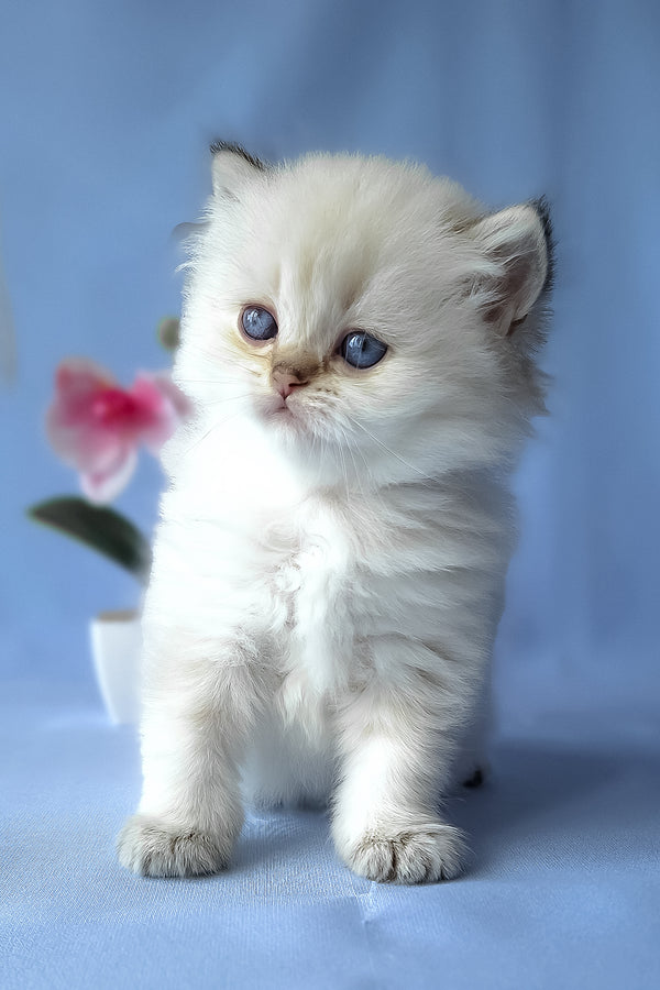 Galaxy | Scottish Straight Longhair Kitten