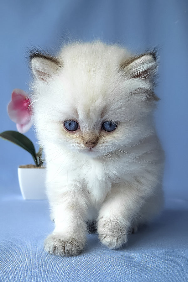 Galaxy | Scottish Straight Longhair Kitten