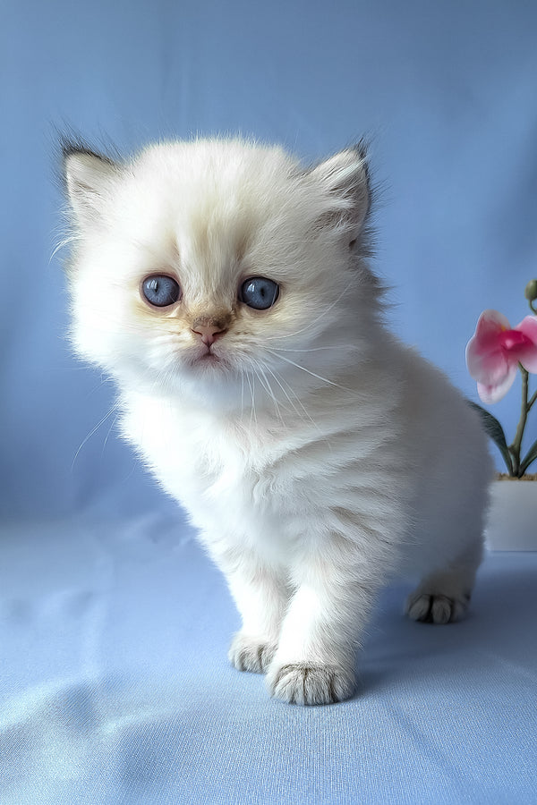 Galaxy | Scottish Straight Longhair Kitten