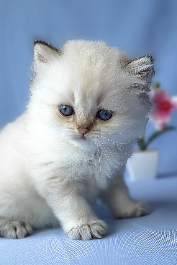 Galaxy | Scottish Straight Longhair Kitten