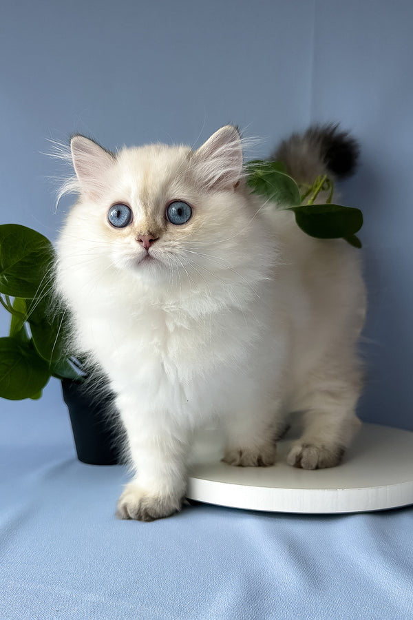 Galaxy | Scottish Straight Longhair Kitten