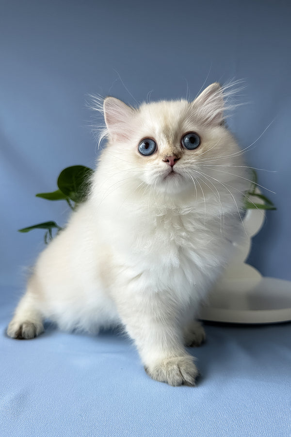 Galaxy | Scottish Straight Longhair Kitten