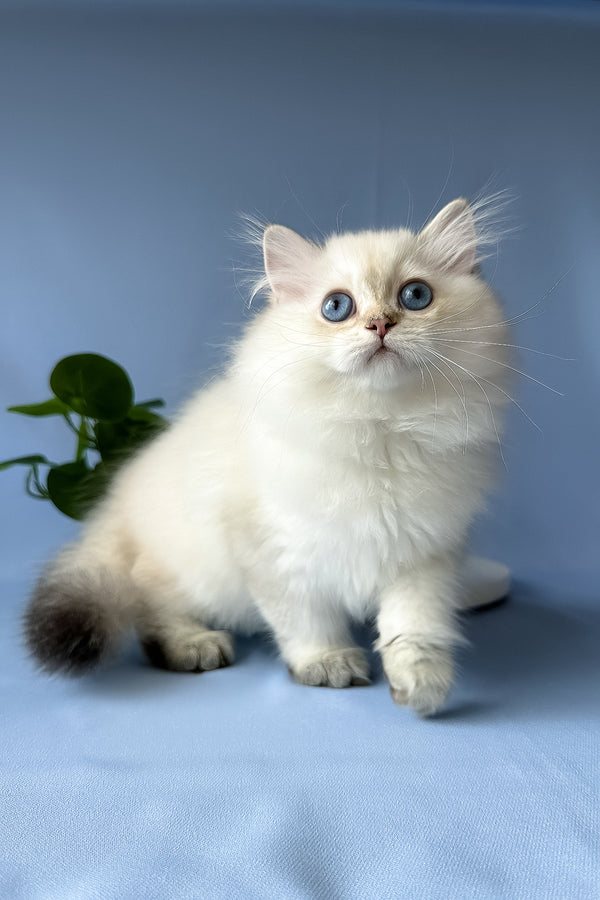 Galaxy | Scottish Straight Longhair Kitten