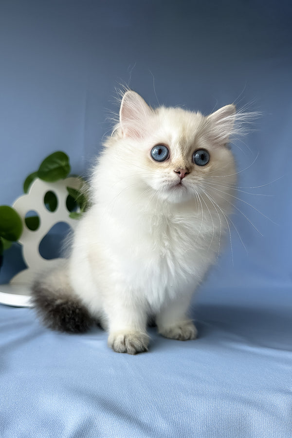 Galaxy | Scottish Straight Longhair Kitten