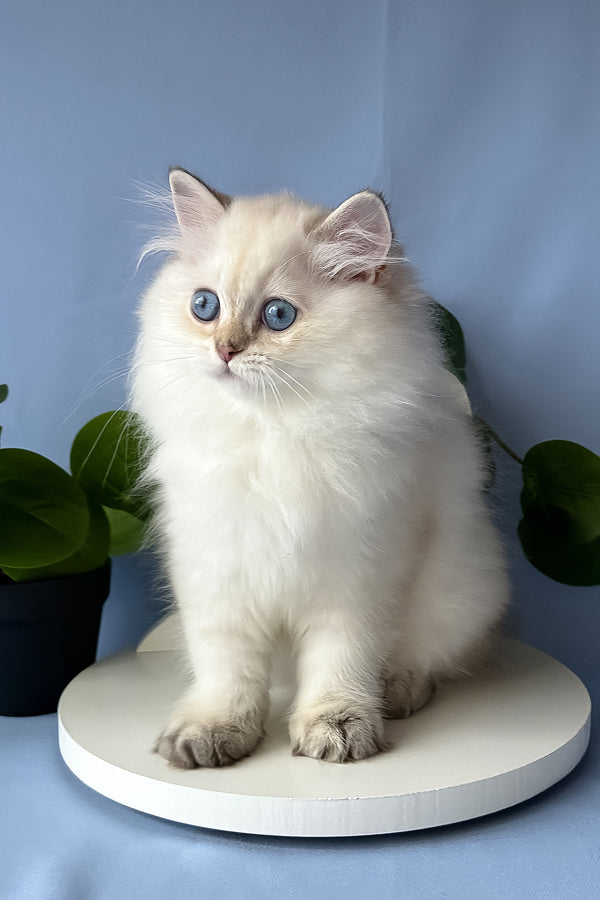 Galaxy | Scottish Straight Longhair Kitten