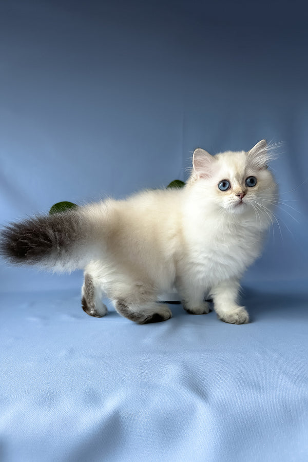 Galaxy | Scottish Straight Longhair Kitten