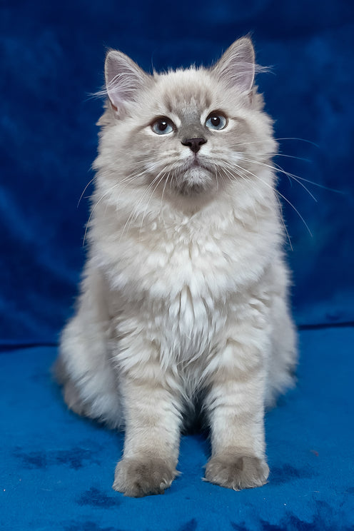 Gamlet | Siberian Kitten