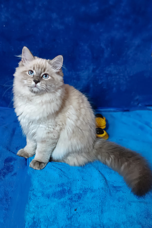 Gamlet | Siberian Kitten