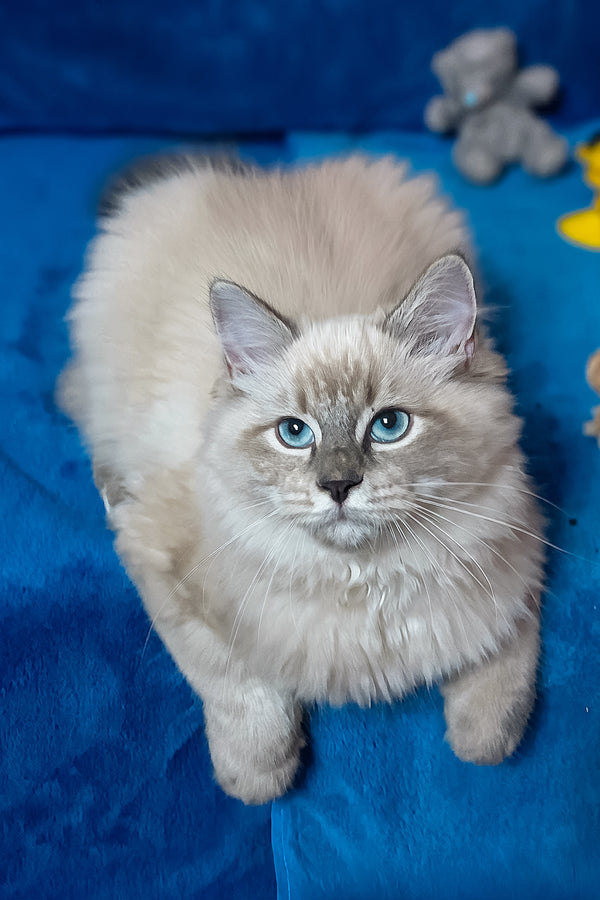 Gamlet | Siberian Kitten