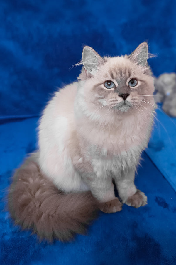 Gamlet | Siberian Kitten