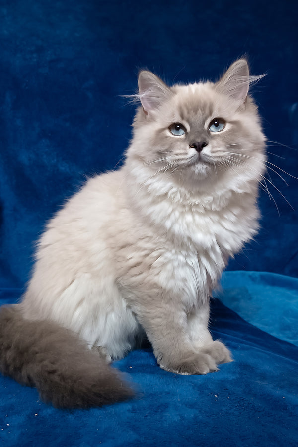 Gamlet | Siberian Kitten