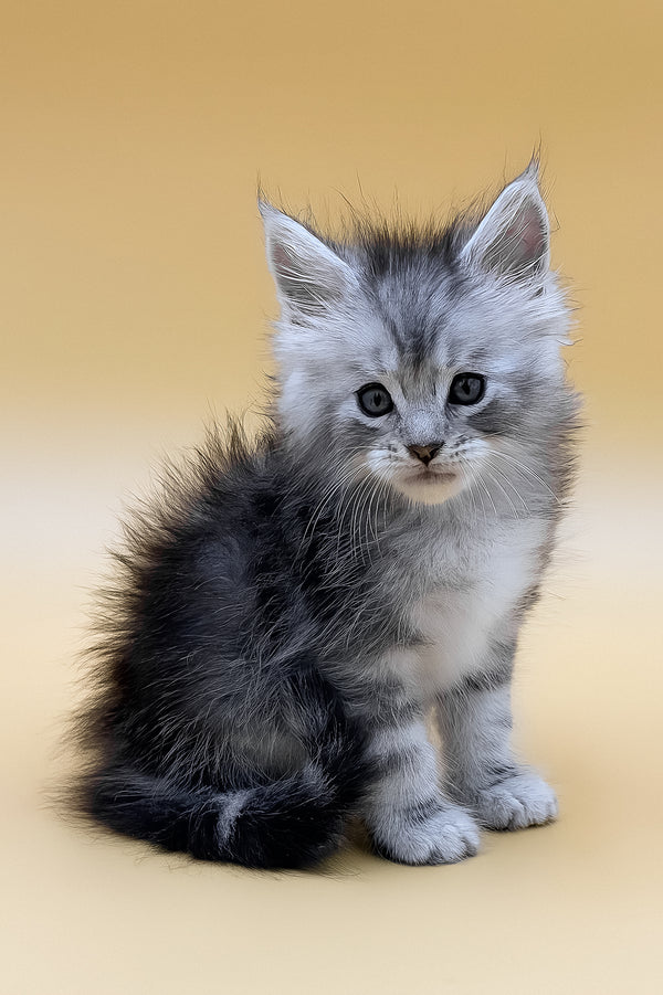 Gans | Maine Coon Kitten