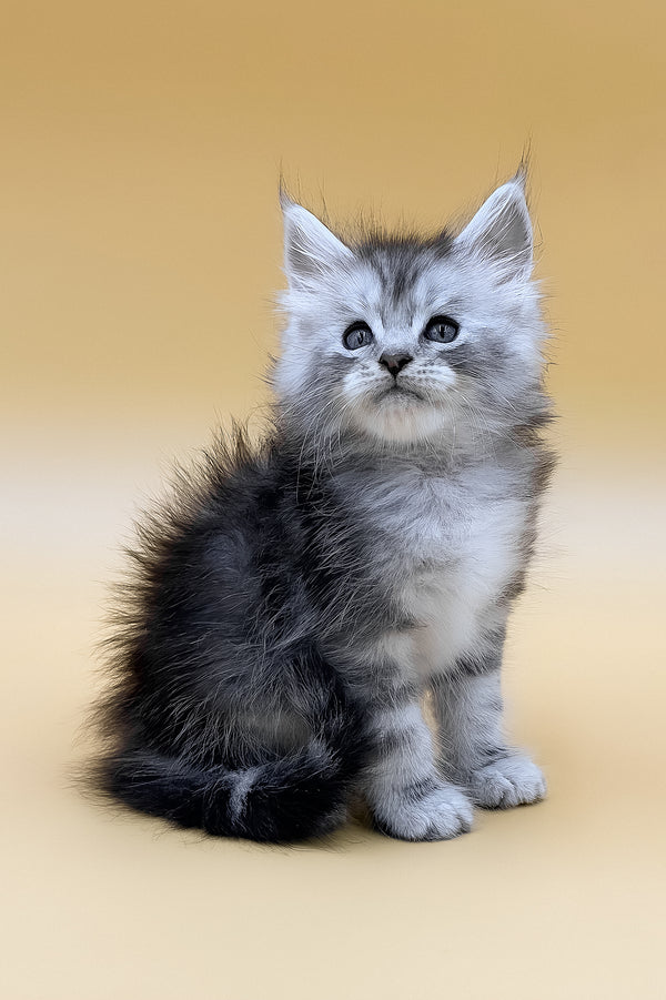 Gans | Maine Coon Kitten