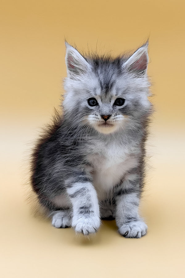 Gans | Maine Coon Kitten