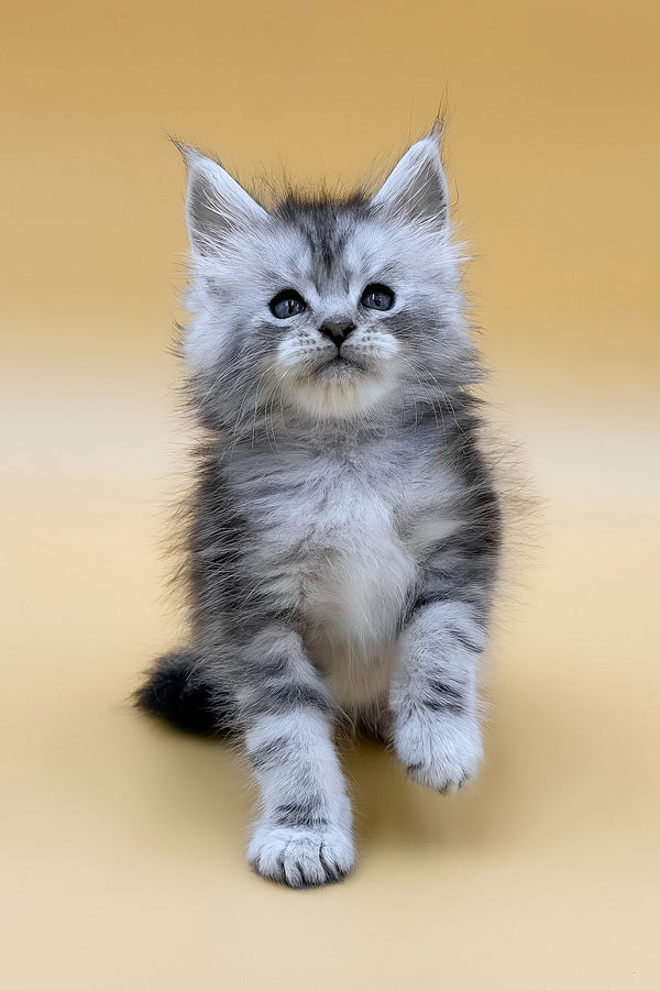 Gans | Maine Coon Kitten