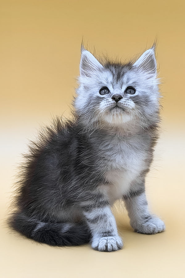 Gans | Maine Coon Kitten