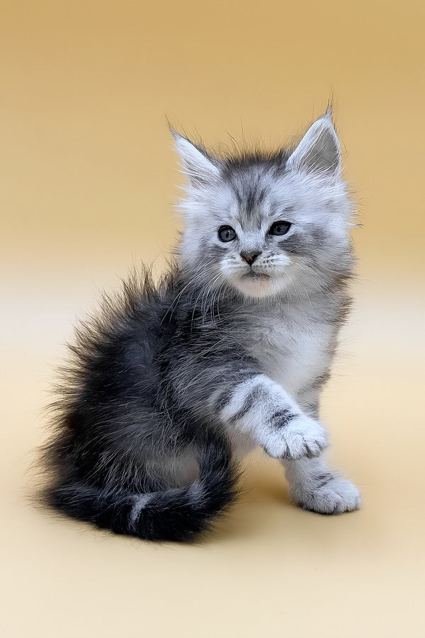 Gans | Maine Coon Kitten
