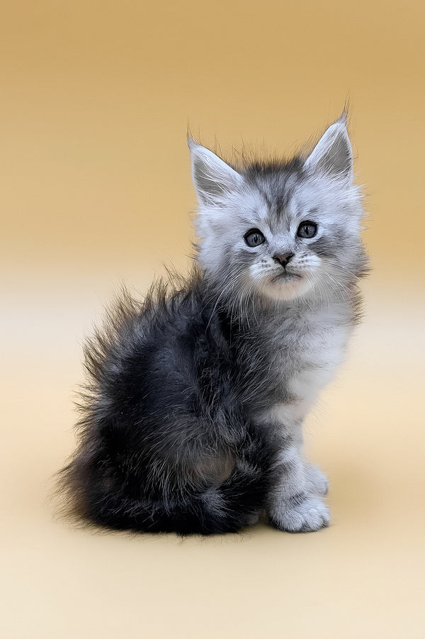 Gans | Maine Coon Kitten