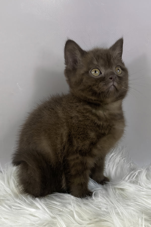 Garfield | British Shorthair Kitten