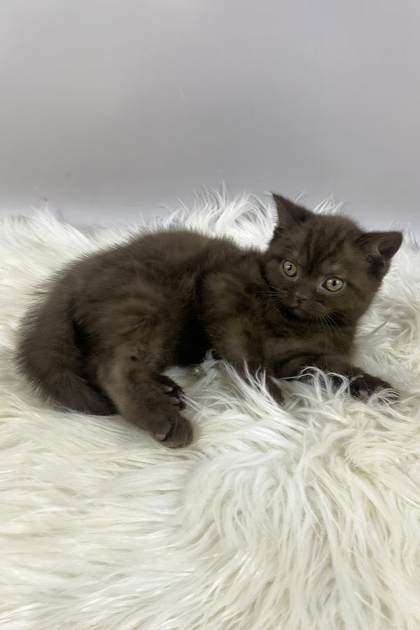 Garfield | British Shorthair Kitten