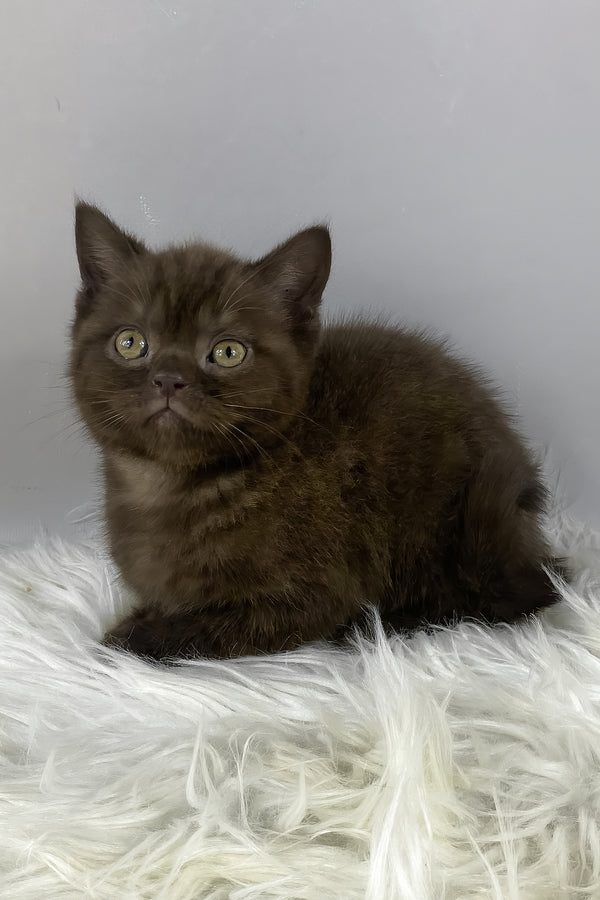 Garfield | British Shorthair Kitten