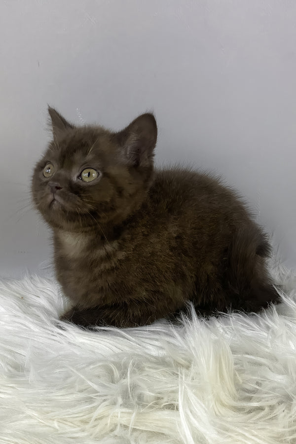 Garfield | British Shorthair Kitten