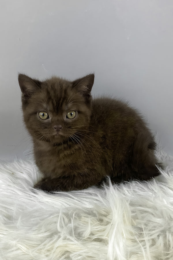 Garfield | British Shorthair Kitten